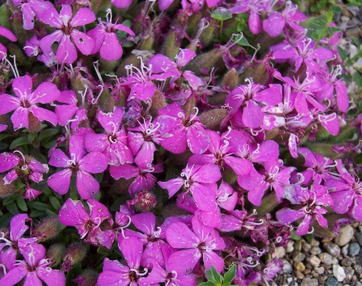 Saponaria 'Bressingham' 